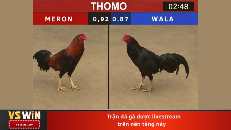 Trận đá gà được livestream trên nền tảng này